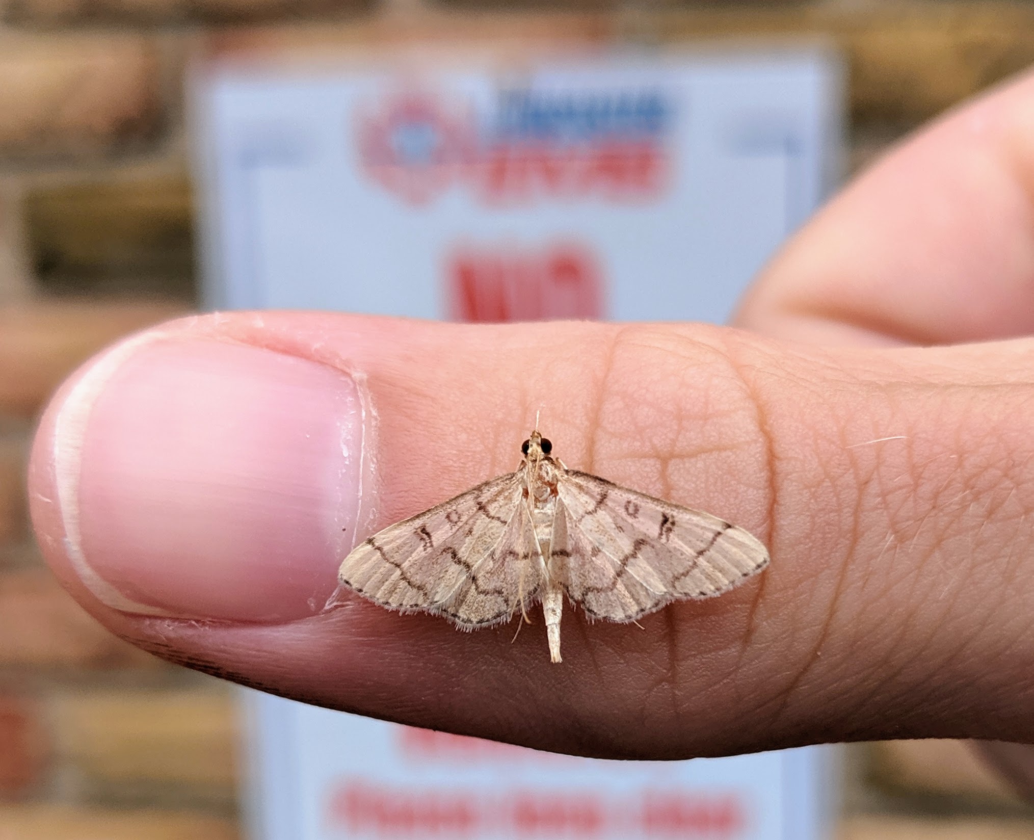 Yet another METAL moth name_20190705.jpg